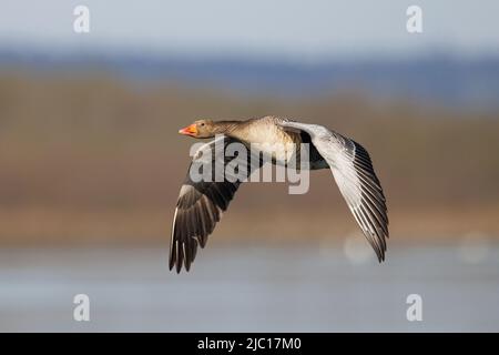 Graugans (Anser anser), fliegend im Morgenlicht, Deutschland, Bayern Stockfoto