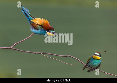 Europäischer Bienenfresser (Merops apiaster), zwei Bienenfresser, die auf einem konkurrierenden Zweig saßen, Deutschland, Baden-Württemberg Stockfoto