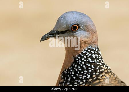 Fleckentaube, Fleckentaube (Spilopelia chinensis, Streptopelia chinensis), Porträt, USA, Hawaii, Maui Stockfoto