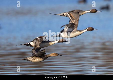 nördliche Pintail (Anas acuta), drei Drakes und ein Weibchen auf der Flucht, Deutschland, Bayern Stockfoto