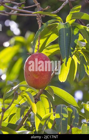 Mango (Mangifera indica), reife Frucht auf einem Baum, USA, Hawaii, Maui Stockfoto