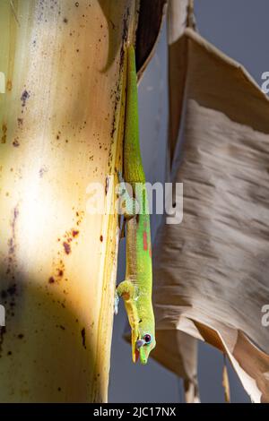 Goldstaub-Taggecko (Phelsuma laticauda), Männchen klettert auf eine Bananenpflanze, die ihr Auge leckt, USA, Hawaii, Maui Stockfoto