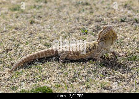 Zentraler Bartdrache (Pogona vitticeps), im Grasland Stockfoto