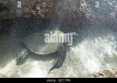 Grüne Schildkröte, Steinschildkröte, Fleischschildkröte (Chelonia mydas), die auf dem Boden eines Korallenriffs ruht, USA, Hawaii, Maui Stockfoto
