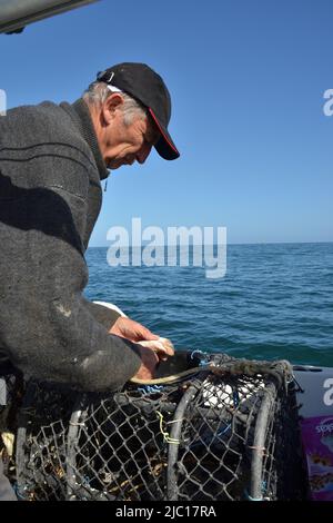 Fischer bereitet eine Hummerfalle vor, Frankreich, Bretagne, Erquy Stockfoto