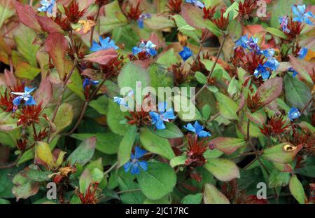 Graphit (Ceratostigma Plumbaginoides), blühen Stockfoto