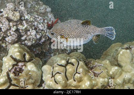 Guineafowl-Kugelfisch, Goldener Kugelfisch, Arothron-Kugelfisch (Arothron meleagris), an einem Korallenriff, USA, Hawaii, Maui Stockfoto