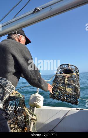 Fischer wirft Hummerfalle, Frankreich, Bretagne, Erquy Stockfoto