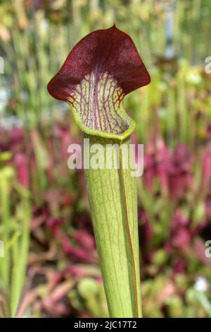 Süße Krug-Pflanze, Gelbe Trompeten (Sarracenia alata), Fallblatt, die Kappe dient als optische Anziehung Stockfoto