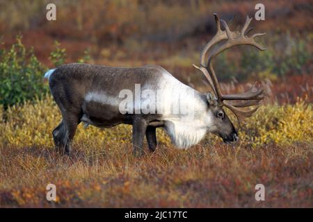 Karger Bodenkarribu, Rentier (Rangifer tarandus caribou), Grasen, USA, Alaska Stockfoto