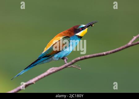 Europäischer Bienenfresser (Merops apiaster), der auf einem Ast mit Beute in der Rechnung thront, Deutschland, Baden-Württemberg Stockfoto