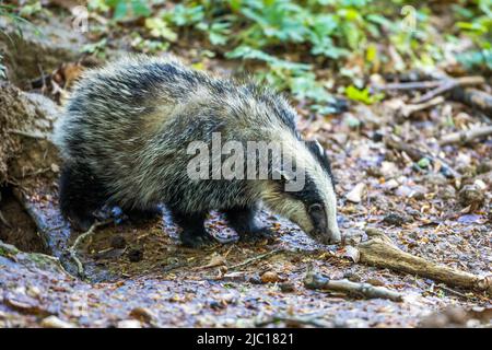 Altweltdachs, Eurasischer Dachs (Meles meles), Jungtier, Seitenansicht, Deutschland, Baden-Württemberg Stockfoto