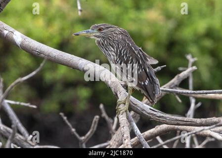 Schwarzkronenreiher (Nycticorax nycticorax), jugendlich, USA, Hawaii, Maui Stockfoto