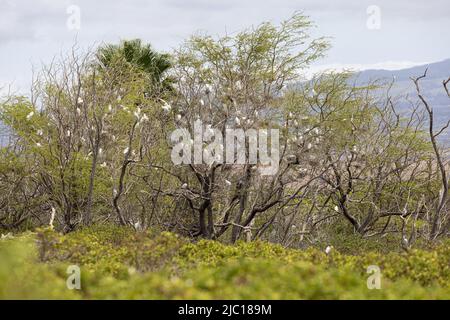 Rinderreiher, Buffreiher (Ardeola ibis, Bubulcus ibis), Brutkolonie mit Jungtieren, USA, Hawaii, Maui Stockfoto