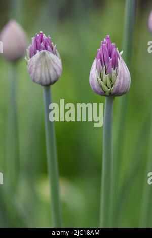 Schnittlauch, Sandlauch (Allium schoenoprasum), anwachsende Blütenstände Stockfoto