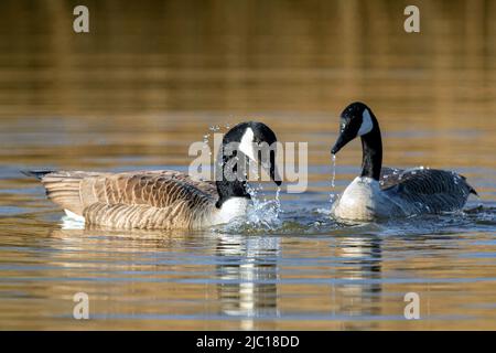 Kanadagans (Branta canadensis), zeigt Paar, Deutschland Stockfoto