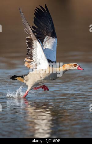 Ägyptische Gans (Alopochen aegyptiacus), die einen See abheben, Deutschland Stockfoto