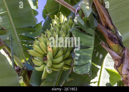 Banane (Musa paradisiaca, Musa x paradisiaca), Infrastruktur auf der Bananenpflanze, USA, Hawaii, Maui Stockfoto