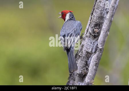 Rotklatschkardinal (Paroaria coronata), singender Rüde, USA, Hawaii, Maui Stockfoto