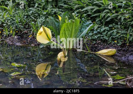 skunk-Kohl, Sumpflaterne, gelber Arum, gelber Skunk-Kohl (Lysichiton americanus), blühend am Teichufer, Neophyt, Deutschland, Bayern Stockfoto