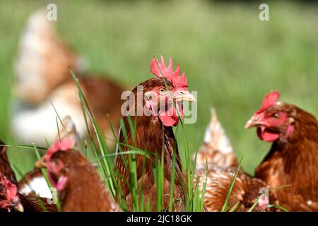 Hausvögel (Gallus gallus f. domestica), Legehennen Isa braun, Lohmann braun im Freilandbereich, Deutschland, Nordrhein-Westfalen, Ruhrgebiet Stockfoto