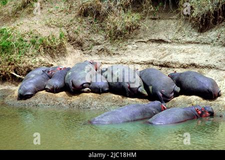 Nilpferd, Nilpferd, gewöhnlicher Nilpferd (Hippopotamus amphibius), am Flussufer ruhende Herde, Kenia, Kenia, Masai Mara National Park Stockfoto