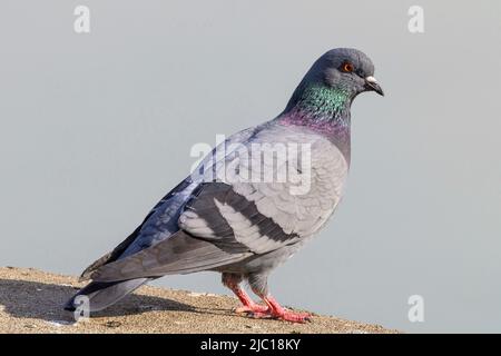 Haustaube, Wildtaube (Columba livia f. domestica), an einer Wand thront, Deutschland, Bayern, Isental Stockfoto