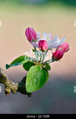 apfelbaum (Malus domestica), Blätter, Blüten- und Blütenknospen, Deutschland Stockfoto