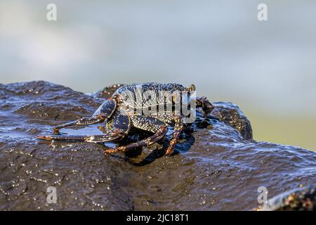 Dünngeschälte Steinkrabbe (Grapsus tenuicrustatus), auf Lavasteinen im Auftrieb, USA, Hawaii, Maui Stockfoto