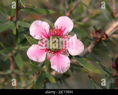 Blume Rose geblüht Teebaum (Leptospermum Scoparium), Stockfoto