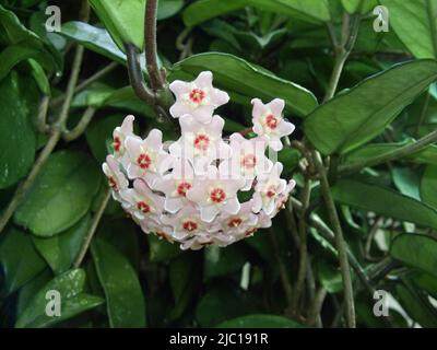 Wachspflanze, Wachsblume, Porzellanblume (Hoya carnosa), Blütenstand Stockfoto