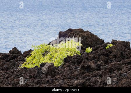 Erstarrte Lava des Schildvulkans Haleakala am Makena Beach, USA, Hawaii, Maui Stockfoto