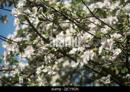 Blumen: Frischer weißer Apfelblüte im Frühling. Stockfoto