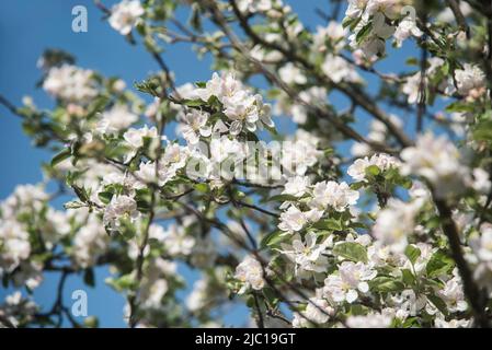 Blumen: Frischer weißer Apfelblüte im Frühling. Stockfoto