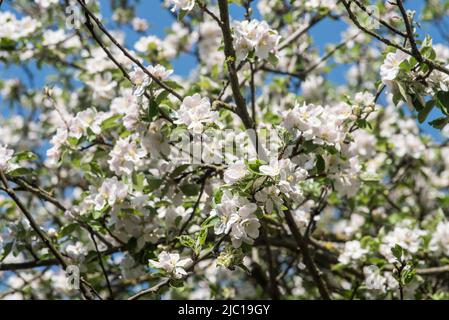 Blumen: Frischer weißer Apfelblüte im Frühling. Stockfoto