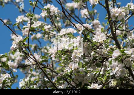 Blumen: Frischer weißer Apfelblüte im Frühling. Stockfoto