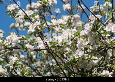 Blumen: Frischer weißer Apfelblüte im Frühling. Stockfoto