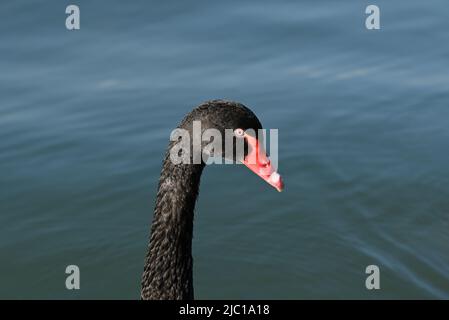 Nahaufnahme von Kopf und Hals eines schwarzen Schwans (cygnus atratus), während im Hintergrund sanfte Wellen über die Seeoberfläche ziehen Stockfoto