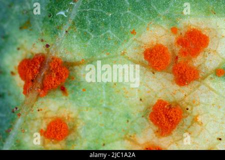 Rosenrost, Phragmidium mucronatum, tuberculatum bulbosum. Pusteln (Uretosporen, Teliosporen) bildeten sich auf der unteren Blattoberfläche einer Zierrose. Stockfoto