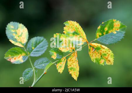 Rosenrost, Phragmidium mucronatum, tuberculatum bulbosum. Pusteln (Uretosporen, Teliosporen) bildeten sich auf der unteren Blattoberfläche einer Zierrose. Stockfoto