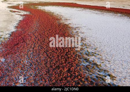 Landschaft mit roter Salicornia oder Glaswürze aus der Nähe. Marsh-Samphire oder pickleweed auf einem Salzboden Stockfoto