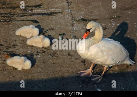 Auf der Hut: Die mutige Schwanenmutter wacht über ihre Brut aus drei frisch geschlüpften, flauschigen weißen Cygnets, die in der frühen Julisonne am Ufer des Gardasees in Torbole sul Garda, Trentino-Südtirol, Italien, schlafen. Stockfoto