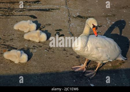 Eine mutige Schwanenmutter wacht über ihre Brut aus drei frisch geschlüpften, flauschigen weißen Cygnets, die am frühen Morgen des Julis am Ufer des Gardasees in Torbole sul Garda, Trentino-Südtirol, Italien, schlafen. Stockfoto