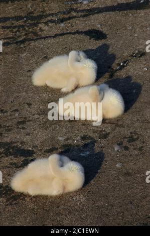 Drei flauschige, frisch geschlüpfte Schwanenschnäffchen schlummern in der warmen Morgensonne des Juli am Ufer des Gardasees in Torbole sul Garda, Trentino-Südtirol, Italien. Stockfoto