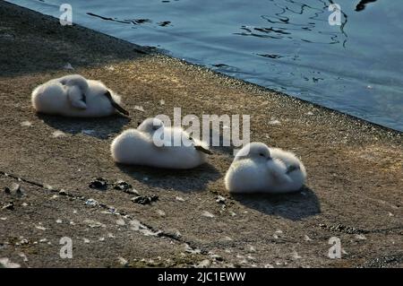 Legen Sie sich am Gardasee hin, um diese drei flauschigen, frisch geschlüpften Schwanenschnäffchen zu genießen, während sie in der frühen Julisonne am Vorplatz am Hafen von Torbole sul Garda, Trentino-Südtirol, Italien, schlummern. Stockfoto