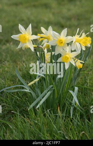 Wilde Narzissen- oder Fastenlilie (Narcissus pseudonarcissus) mit hellgelben Tepalen und dunklerer Trompetenblüte in rauem Grasland im Frühjahr, B. Stockfoto