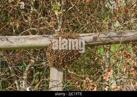 Eine Honigbiene (APIs mellifera) schwärmen im späten Frühjahr auf einer Gartenzaunschiene um eine Königin, in der sich eine Königin befindet, in der sich im Mai in der Grafschaft von Bekshire die Bienenstöbere befindet Stockfoto