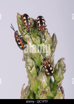 Gewöhnlicher Spargelkäfer (Crioceris asparagi) und Schäden an neuem Spargelspeer, Bekshire, Mai Stockfoto