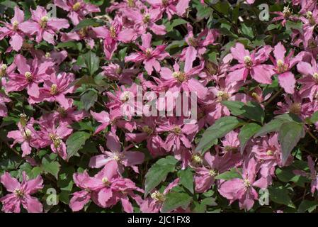 Clematis montana 'Broughton Star' rosa violette Blüten von Kletterornamental, die über und durch einen immergrünen Garten wachsen hege, Berkshire, Mai Stockfoto