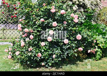 Rosa Rosenbusch im Garten Stockfoto